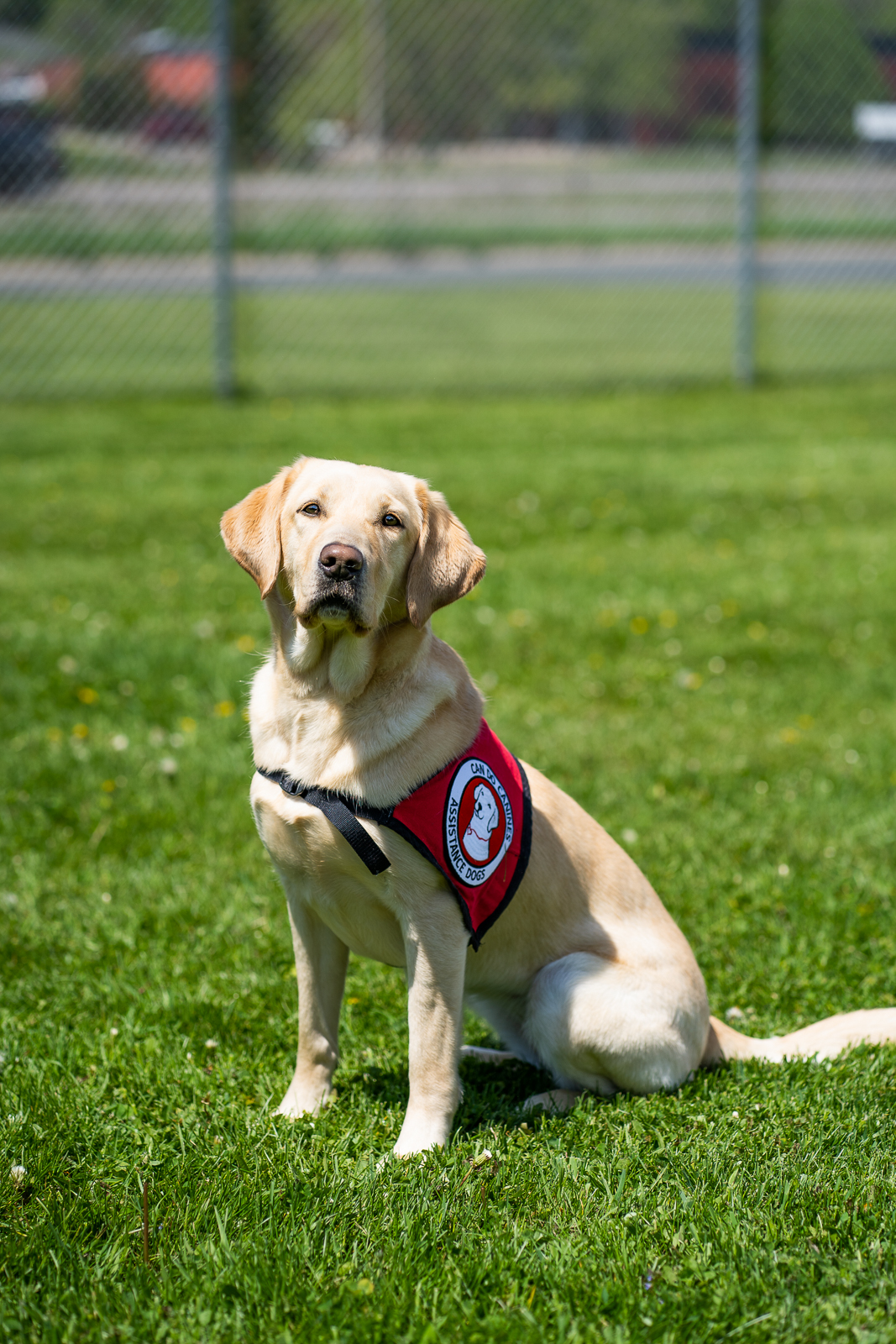 Help Us Honor International Assistance Dog Week 2021 Can Do Canines