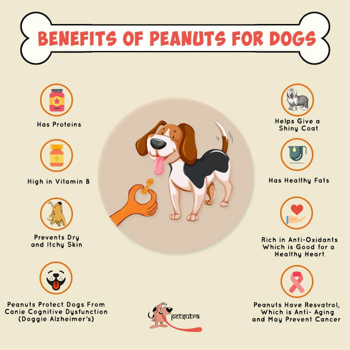 Are Peanuts Good For Dogs? Can Dogs Eat Bananas