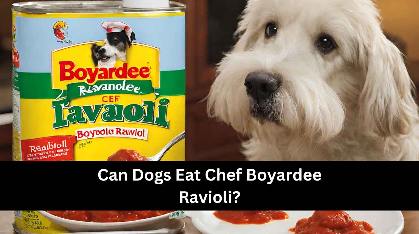 Can Dogs Eat Chef Boyardee Ravioli? No, Tips To Avoid (2024) Can Dogs