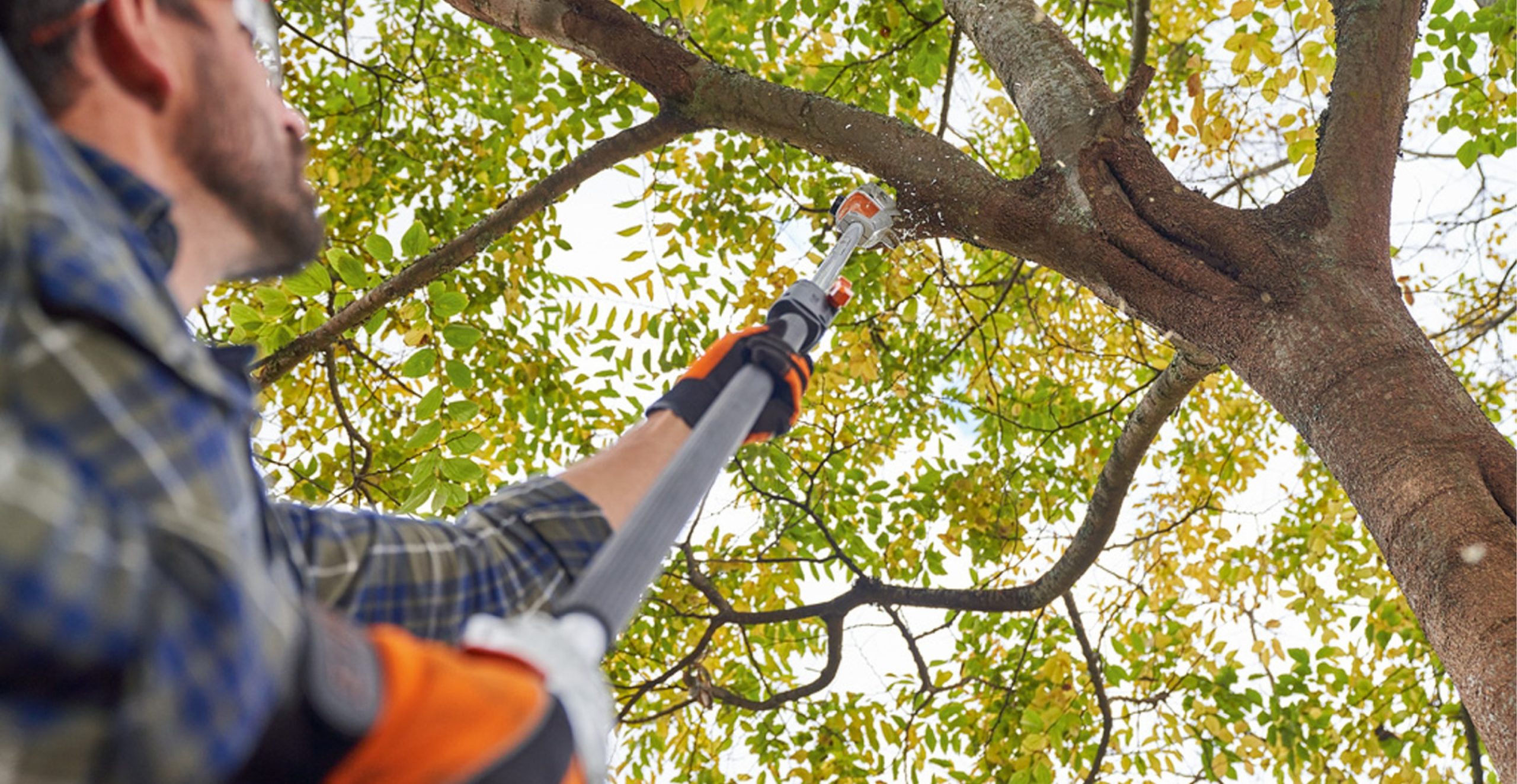 Tree Lopping & Tree Pruning Samford Valley