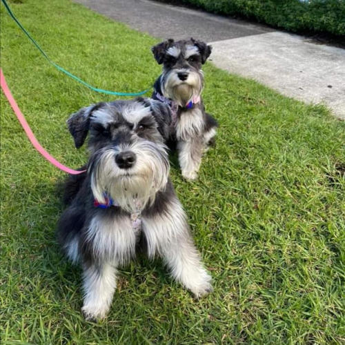 Candy Kennels Miniature Schnauzer & Chihuahua Waihi New Zealand