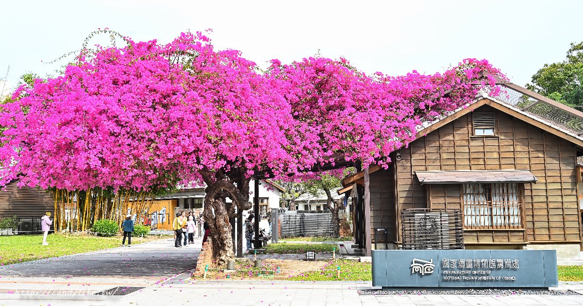 台中免費景點推薦！國家漫畫博物館百年桃紅九重葛盛開！3月限定美景，2026最新花況分享