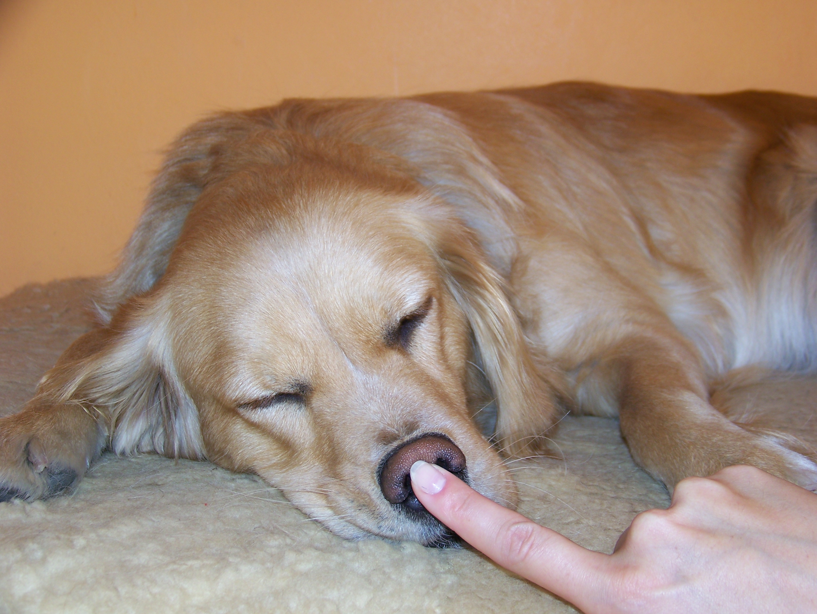 Regular Health Check Candy the dog