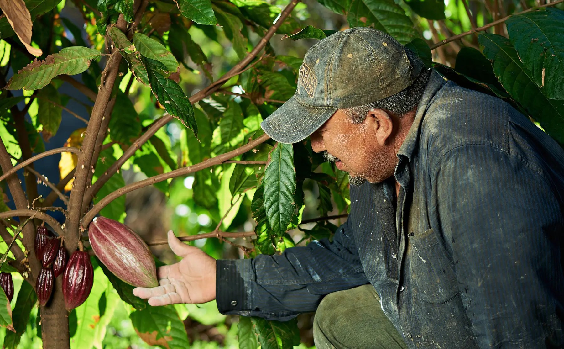 Who Depends On Chocolate? NCA