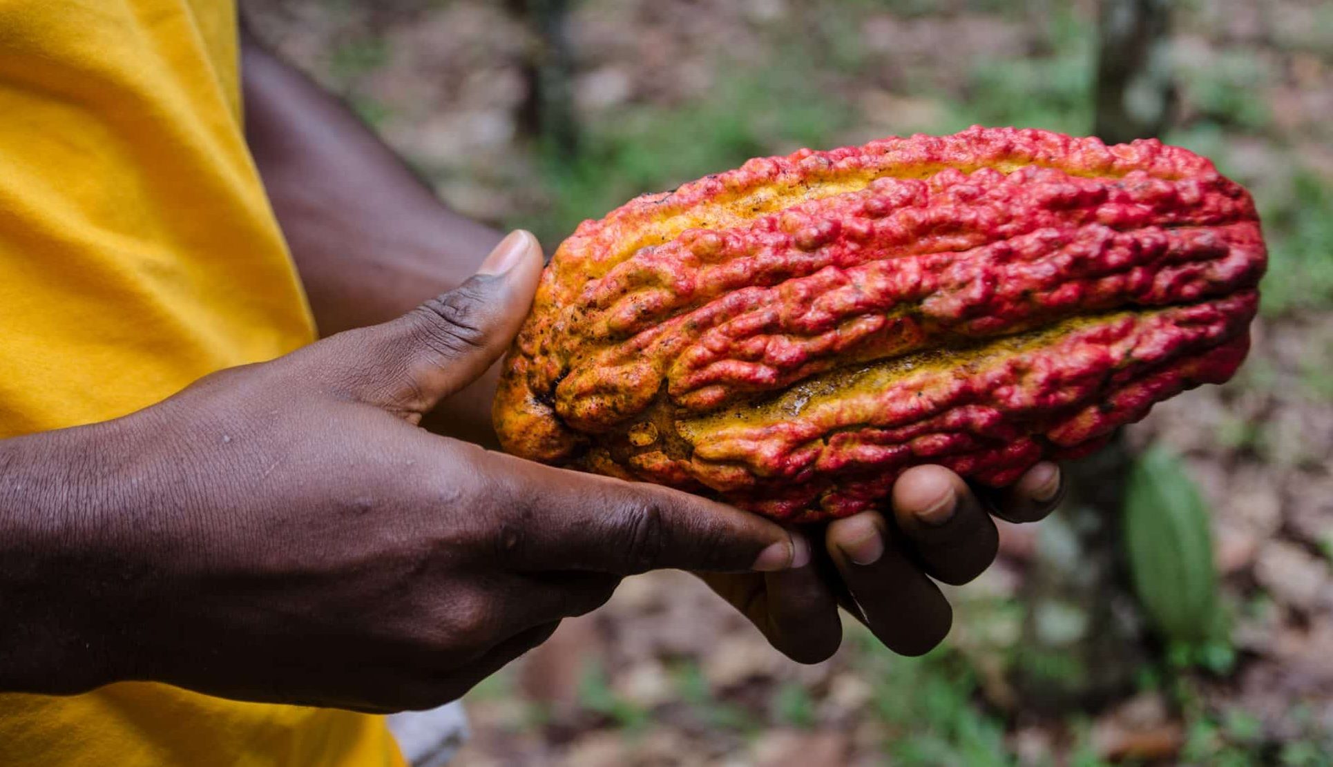 Mondelēz To Invest 1B On Cocoa Life Program By 2030; Calls For More