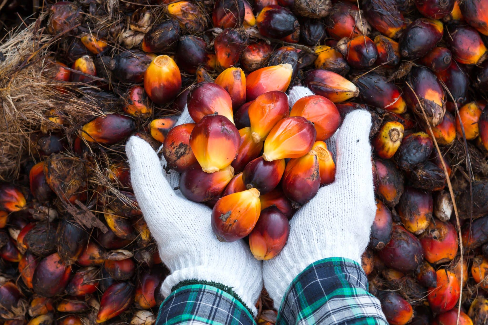 Cargill’s U.S. Connects Customers To 100 RSPOCertified Palm Oil NCA