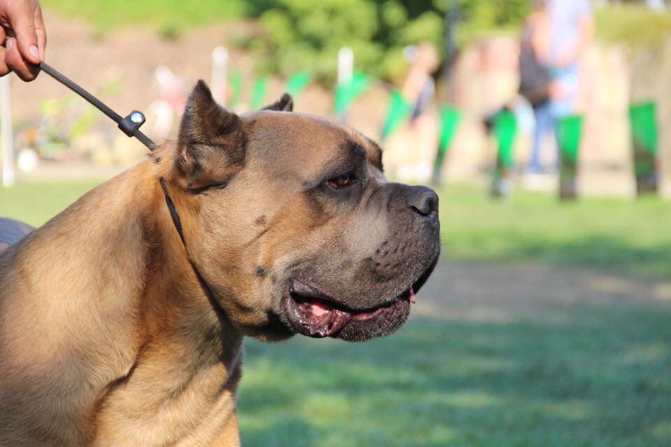 Cane Corso Lions Blood Kennel Cane Corsos of the best quality