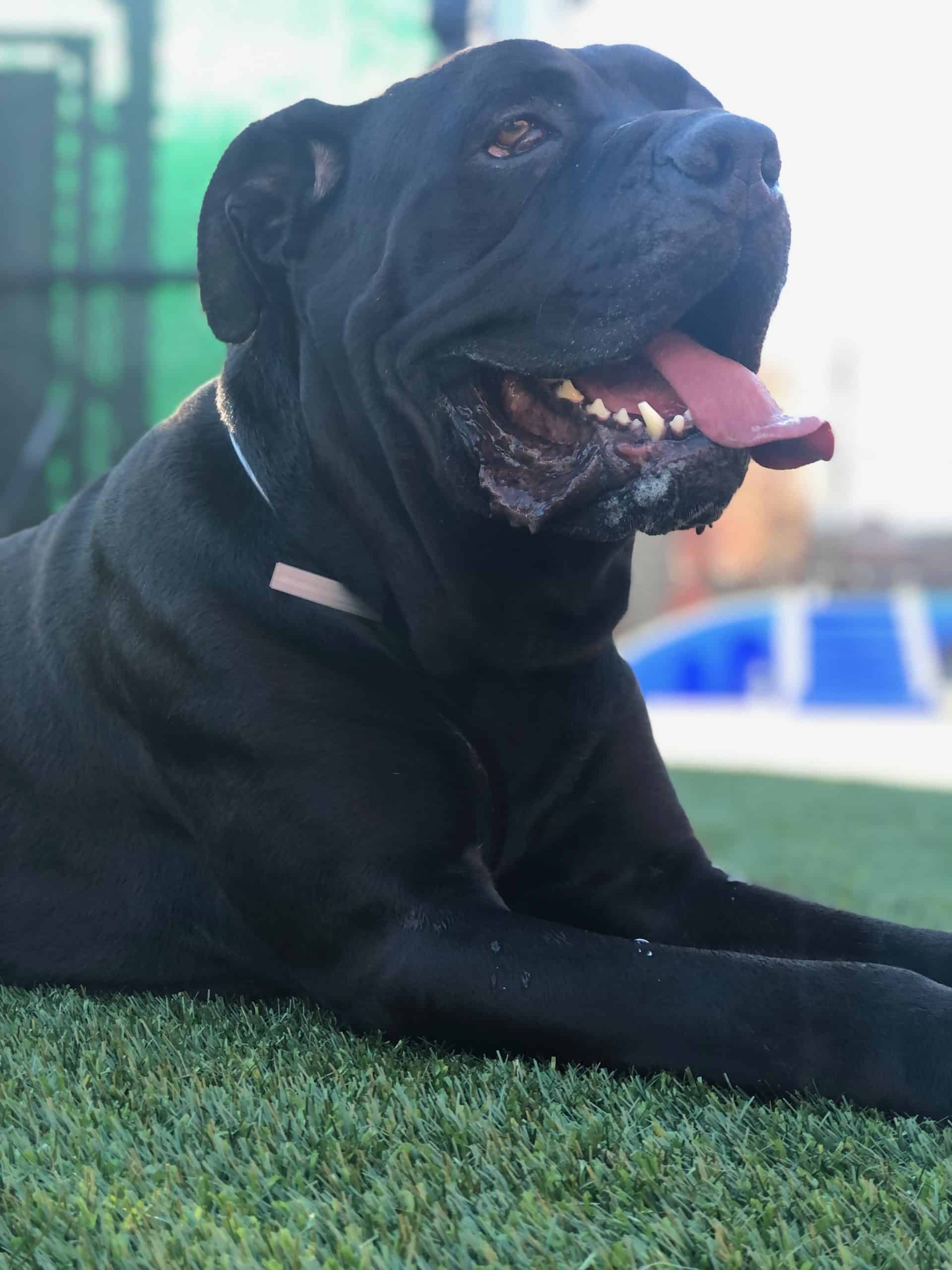 Home Cane Corso Rescue, Inc.