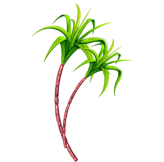 Two Sugarcane Png Vector Psd And Clipart With Transparent Background