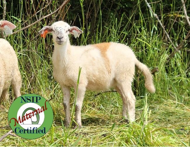 Ewes For Sale Canfield Farms