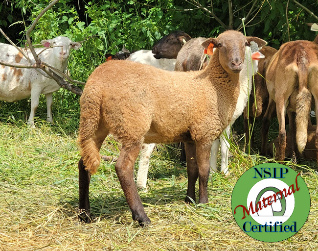 Ewes For Sale Canfield Farms