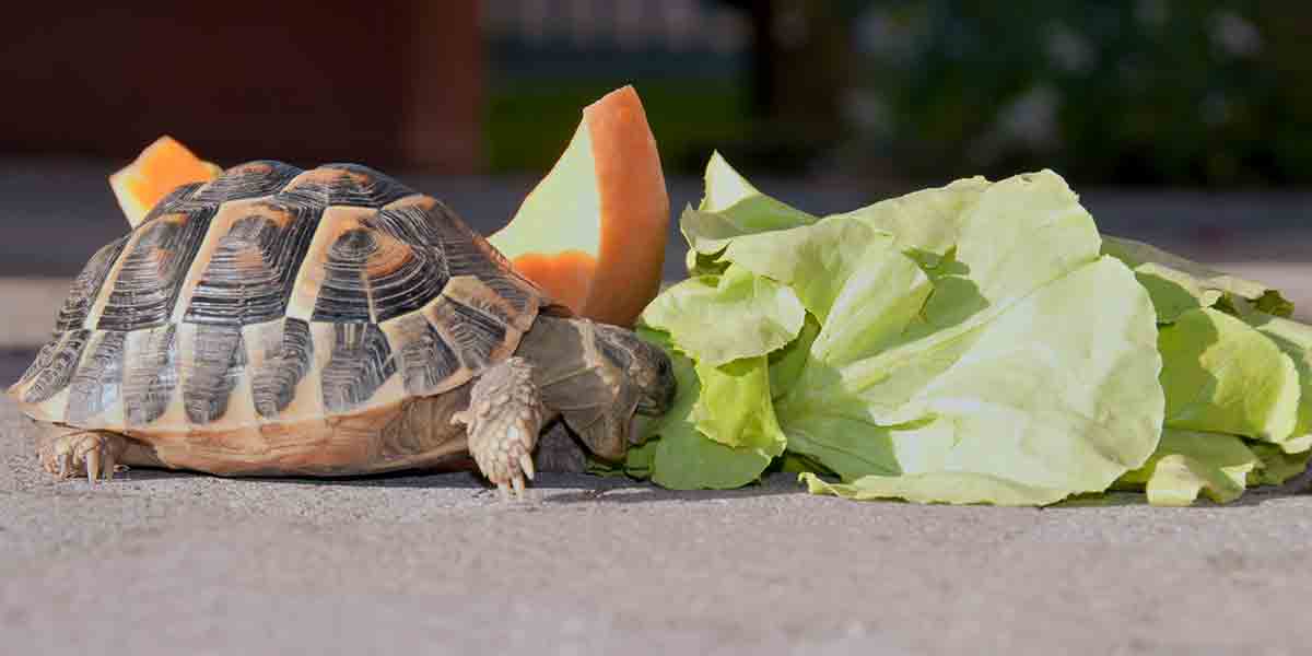 Can I Feed My Turtle Lettuce? Effects And Risks!