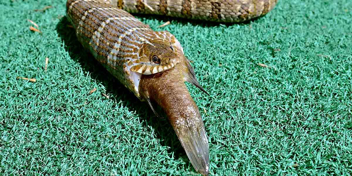 Can I Feed My Snake Fish? Which Kinds? Right Frequency!