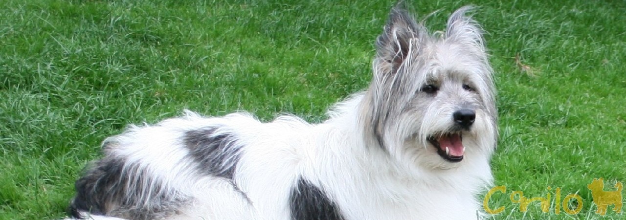 Canilo ein alltagstauglicher Familienhund