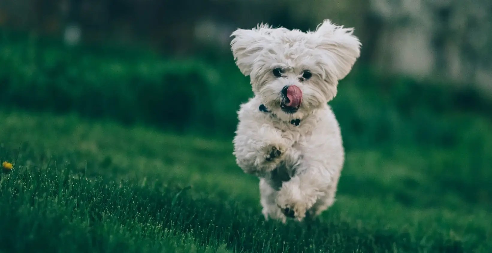 How to Teach a Dog Recall Back When It's Called)