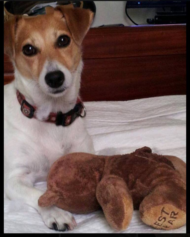 About Addison's Canine Addison's Resources & Education (CARE)