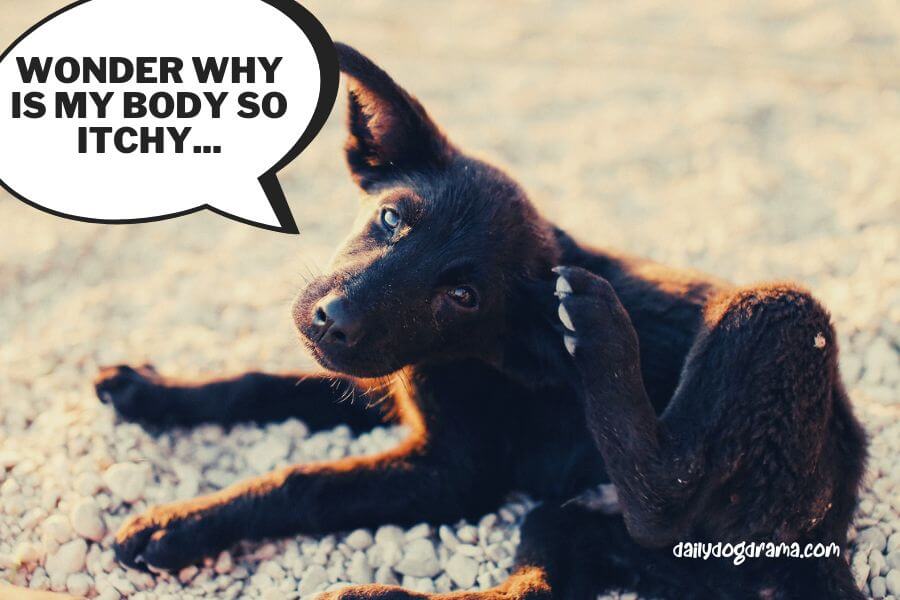 Dog Scratching Spay Incision With Hind Leg 8 Ways To Comfort Her Canine Care Central