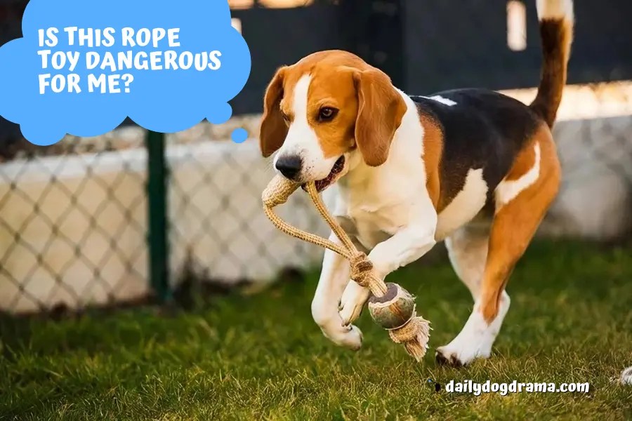 Dog Ate String From a Rope Toy [What You Should Do] Canine Care Central