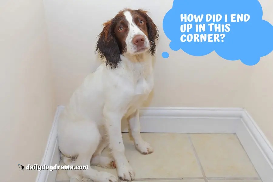 Why Do Dogs Walk in Circles Before They Die? Do They Even? Canine