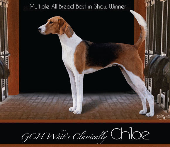 Valley Isle Kennel Club of Maui Sunday, September 4, 2022 Welkom