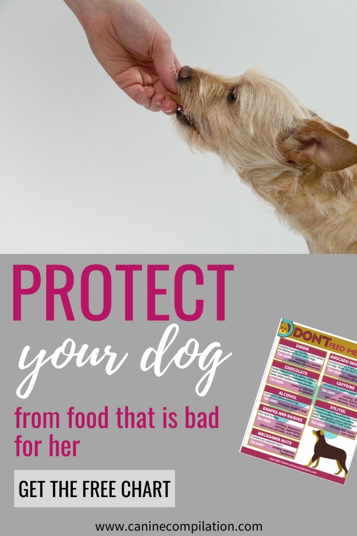 Dangerous Food You Should Never Feed Your Dog Canine Compilation