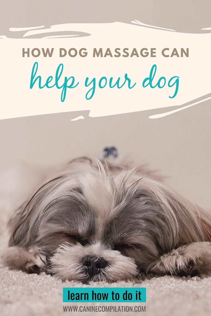 Dog Massage How To Do It Canine Compilation