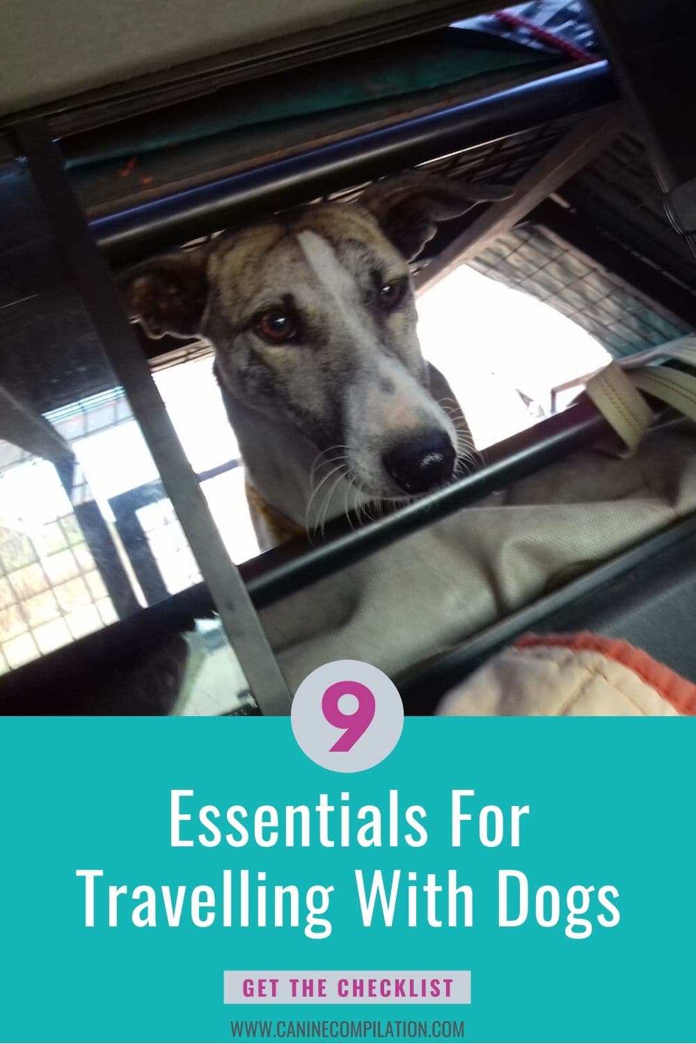 9 Essentials You Need When Travelling With Dogs Canine Compilation