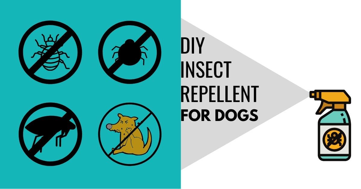 DIY Bug Spray And Insect Repellent For Dogs Canine Compilation