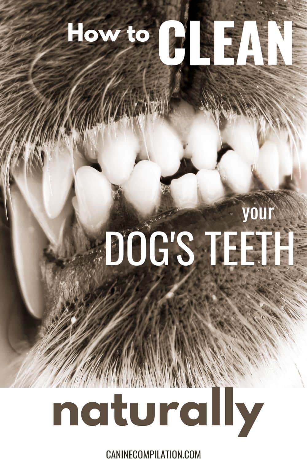 Easy Options For Cleaning Dogs Teeth Canine Compilation
