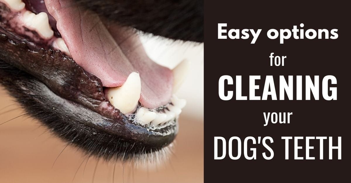 Whats Best For Cleaning Dogs Teeth