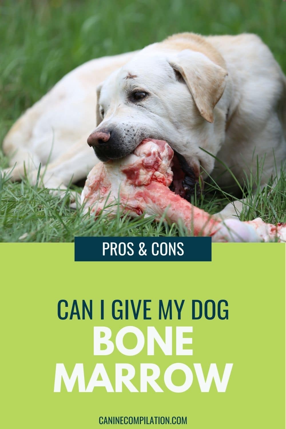 Can My Dog Eat Marrow Bones? Are They Safe For Dogs? Canine Compilation