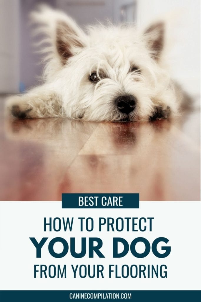 Best Flooring For Dogs And For You! Canine Compilation