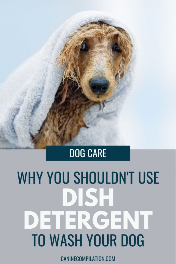 Is It OK To Bath Your Dog With Dish Detergent? Canine Compilation