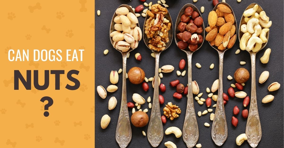 Which Nuts Can Dogs Eat? Canine Compilation