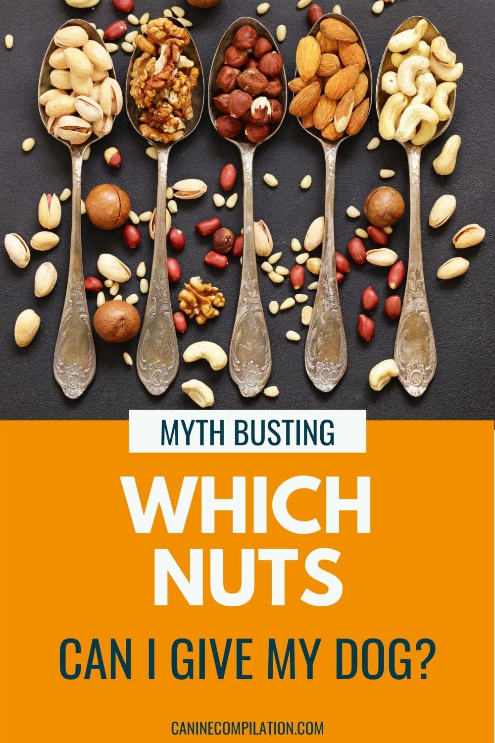 Which Nuts Can Dogs Eat? Canine Compilation