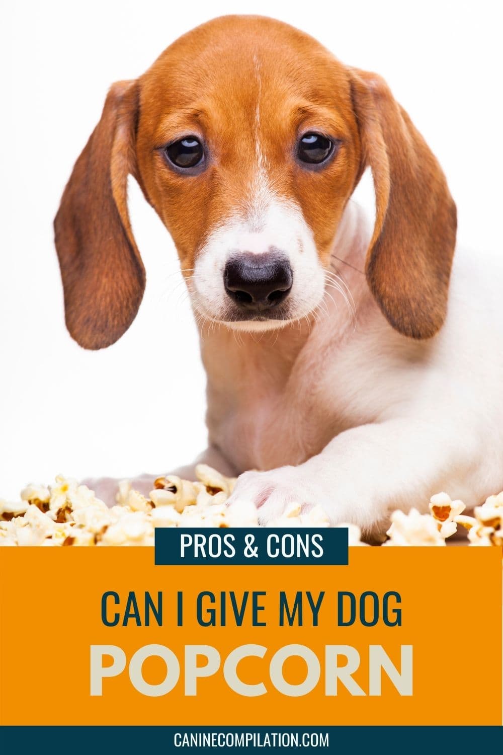 Is Popcorn Bad For Dogs? Can Dogs Have Popcorn? Canine Compilation