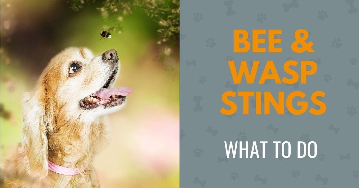 Dog Bee Sting Canine Compilation