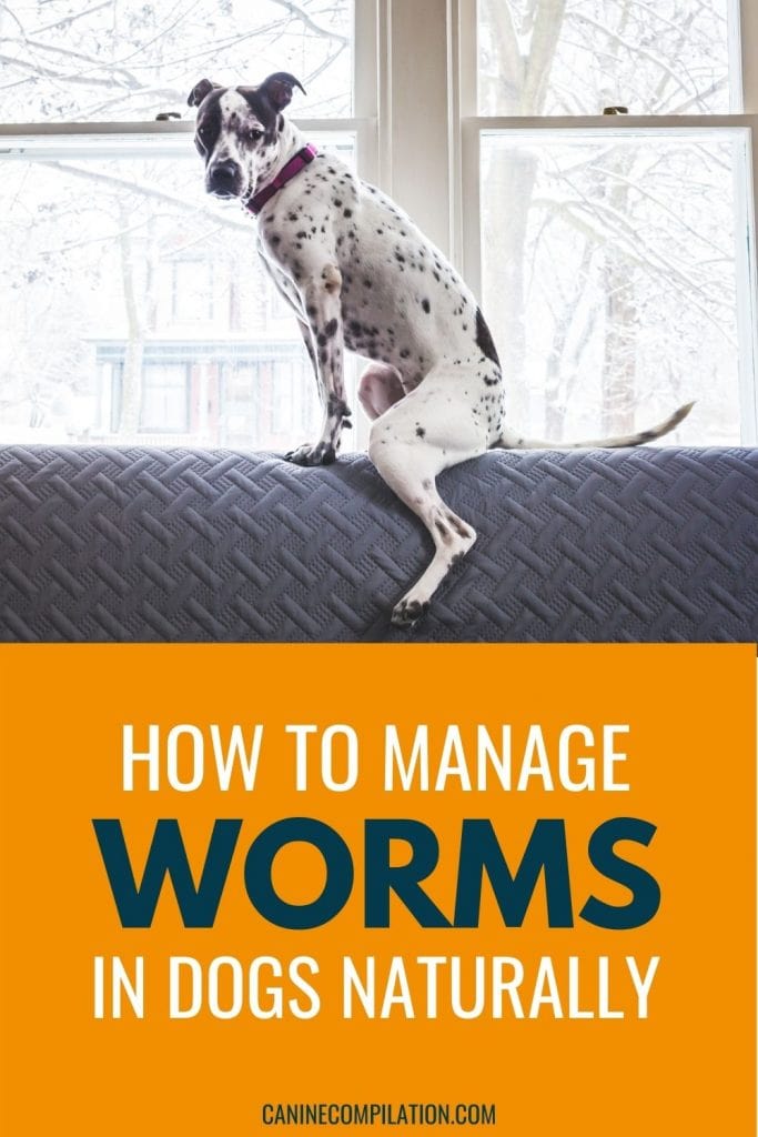 How To Manage Worms In Dogs Naturally Canine Compilation