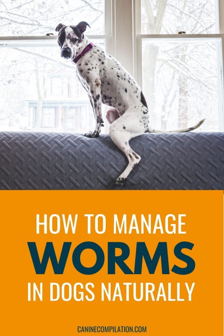 How To Manage Worms In Dogs Naturally Canine Compilation