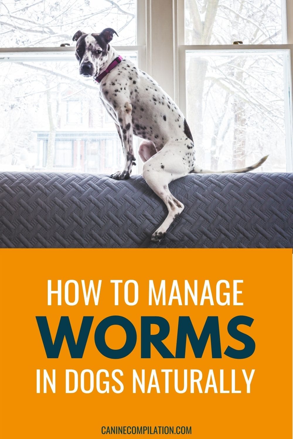 How To Manage Worms In Dogs Naturally Canine Compilation