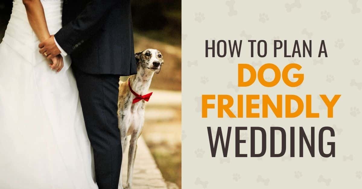 How To Plan A Dog Friendly Wedding Canine Compilation