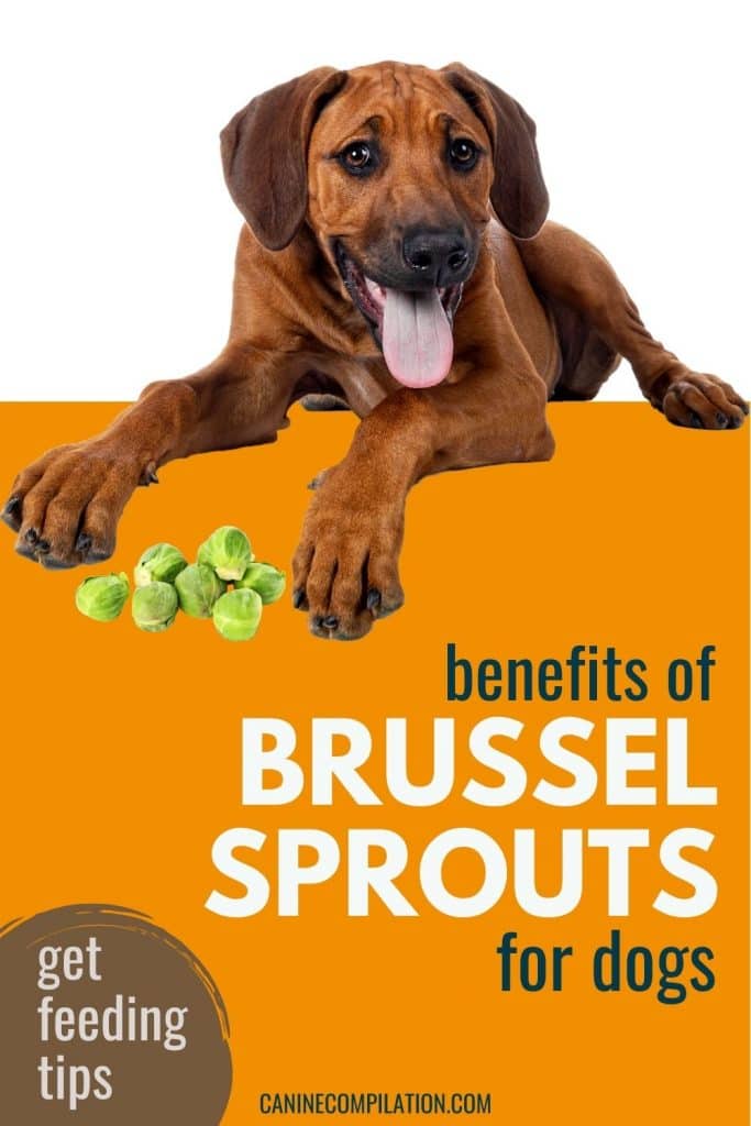 Brussel Sprouts for Dogs Benefits and Risks Canine Compilation