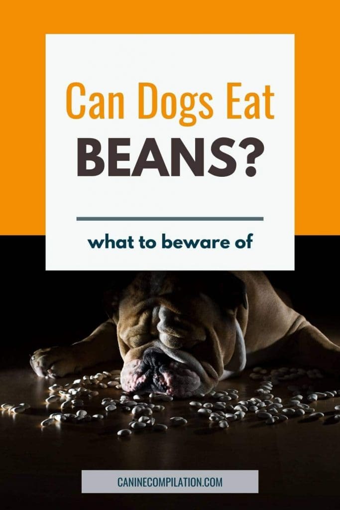 Can Dogs Eat Beans? What You Need to Know Canine Compilation