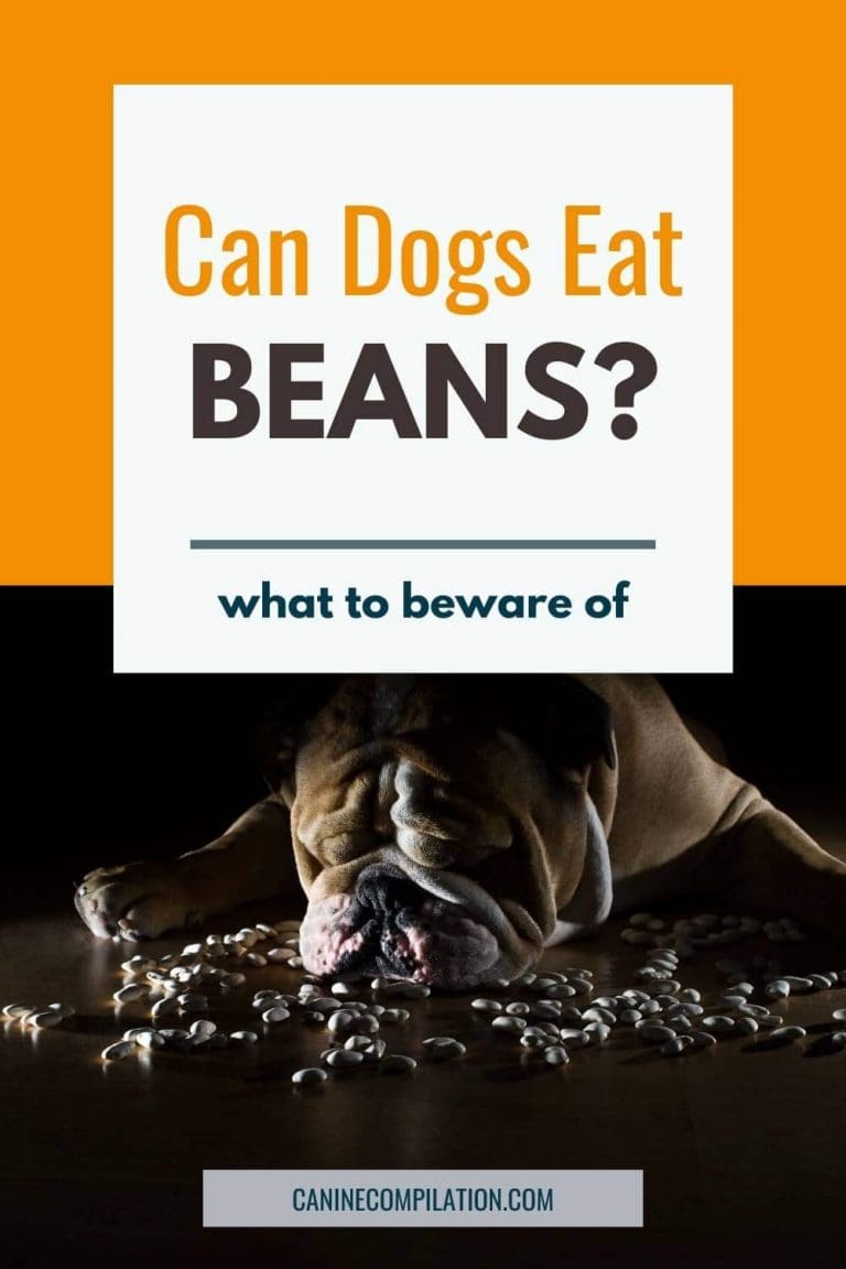 Can Dogs Eat Beans? What You Need to Know Canine Compilation