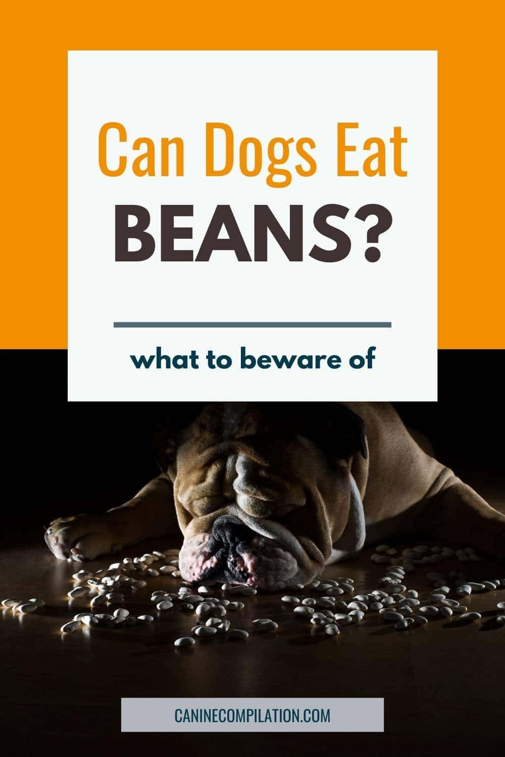 Can Dogs Eat Beans? What You Need to Know Canine Compilation