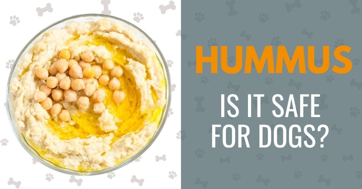 Can Dogs Eat Hummus The Health Benefits and Risks Canine Compilation