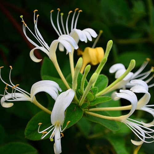 25 Plants That Are Safe for Dogs Canine Compilation