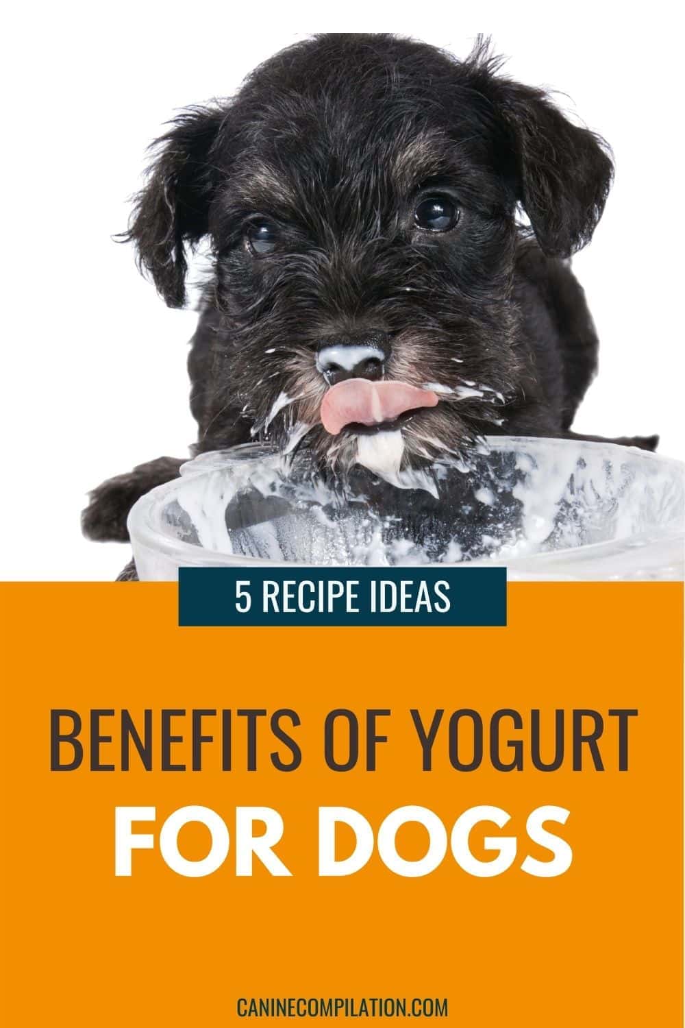 Yogurt for Dogs Benefits, Risks and Serving Ideas Canine Compilation