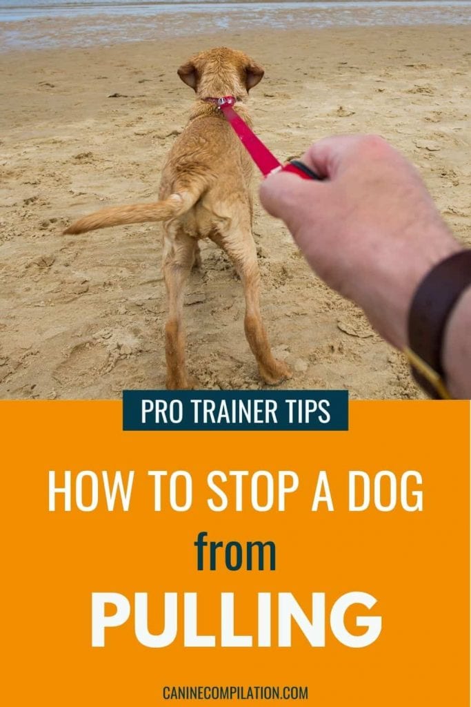 How To Stop A Dog Pulling On A Leash Canine Compilation