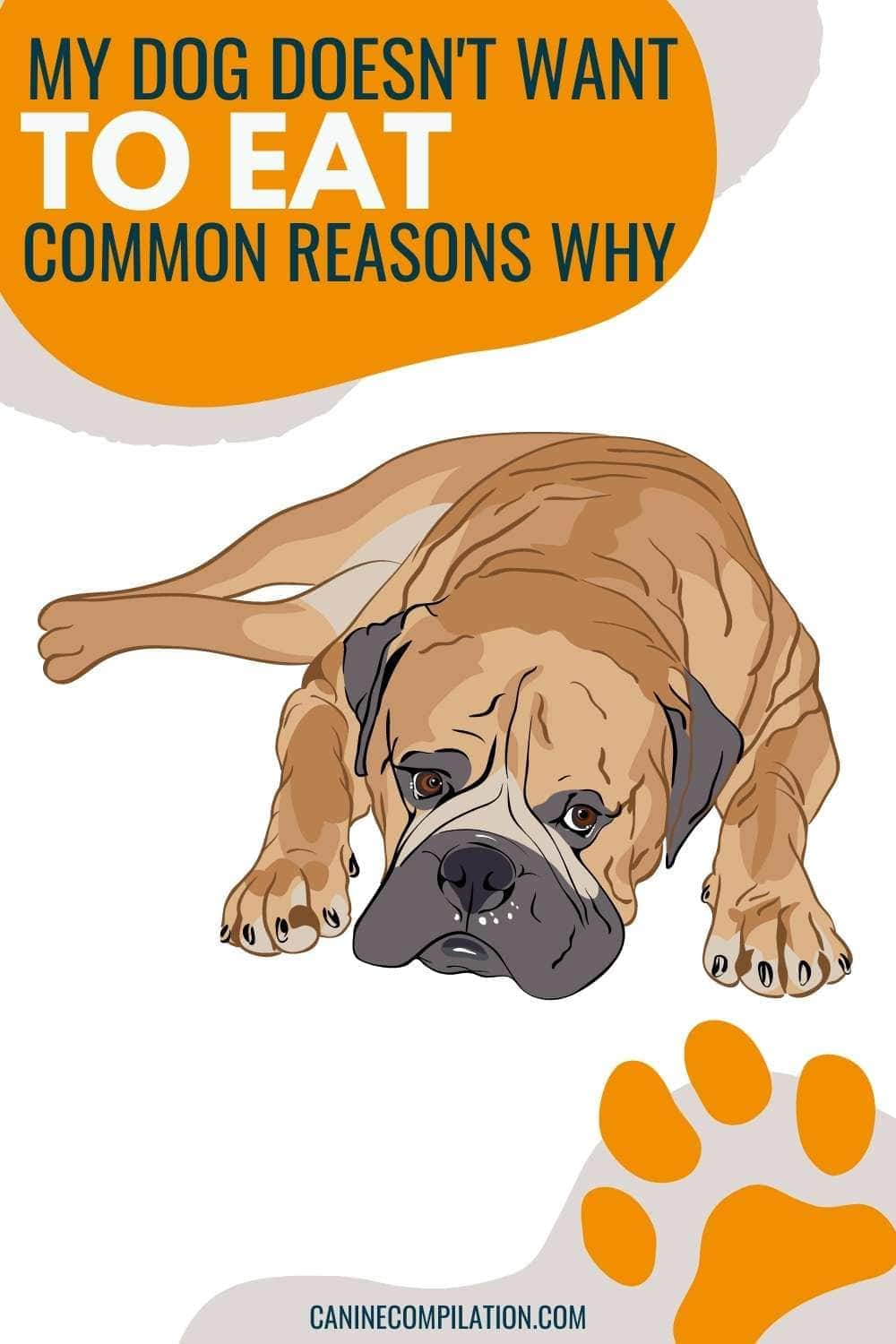 My Dog Lost His Appetite Reasons Why a Dog Won’t Eat Canine Compilation